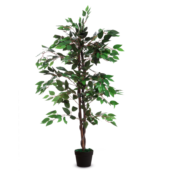 89863 Pianta ornamentale - ficus - H 120cm - Paperflow